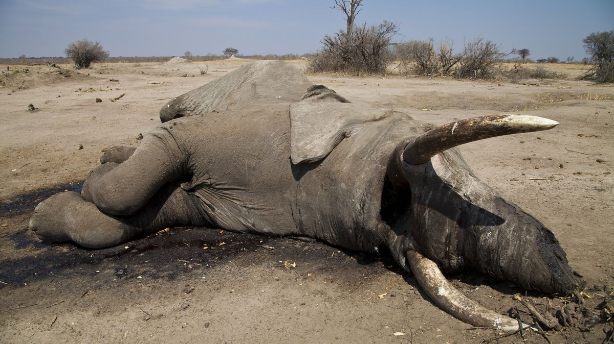 Záhadné vymírání stovek slonů. Vědci nic takového ještě neviděli